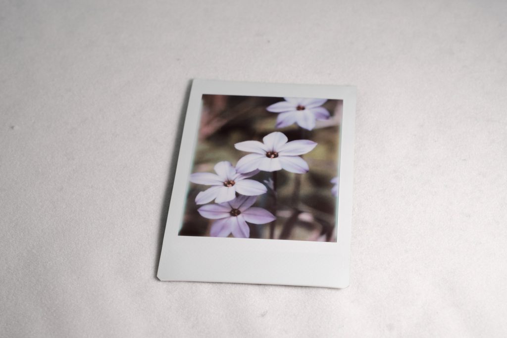 Photo of some spring star flowers.